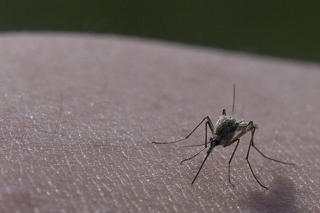 Mosquito Insecticide Being Sprayed In Beverly Area Monday Night After West Nile Virus Detected