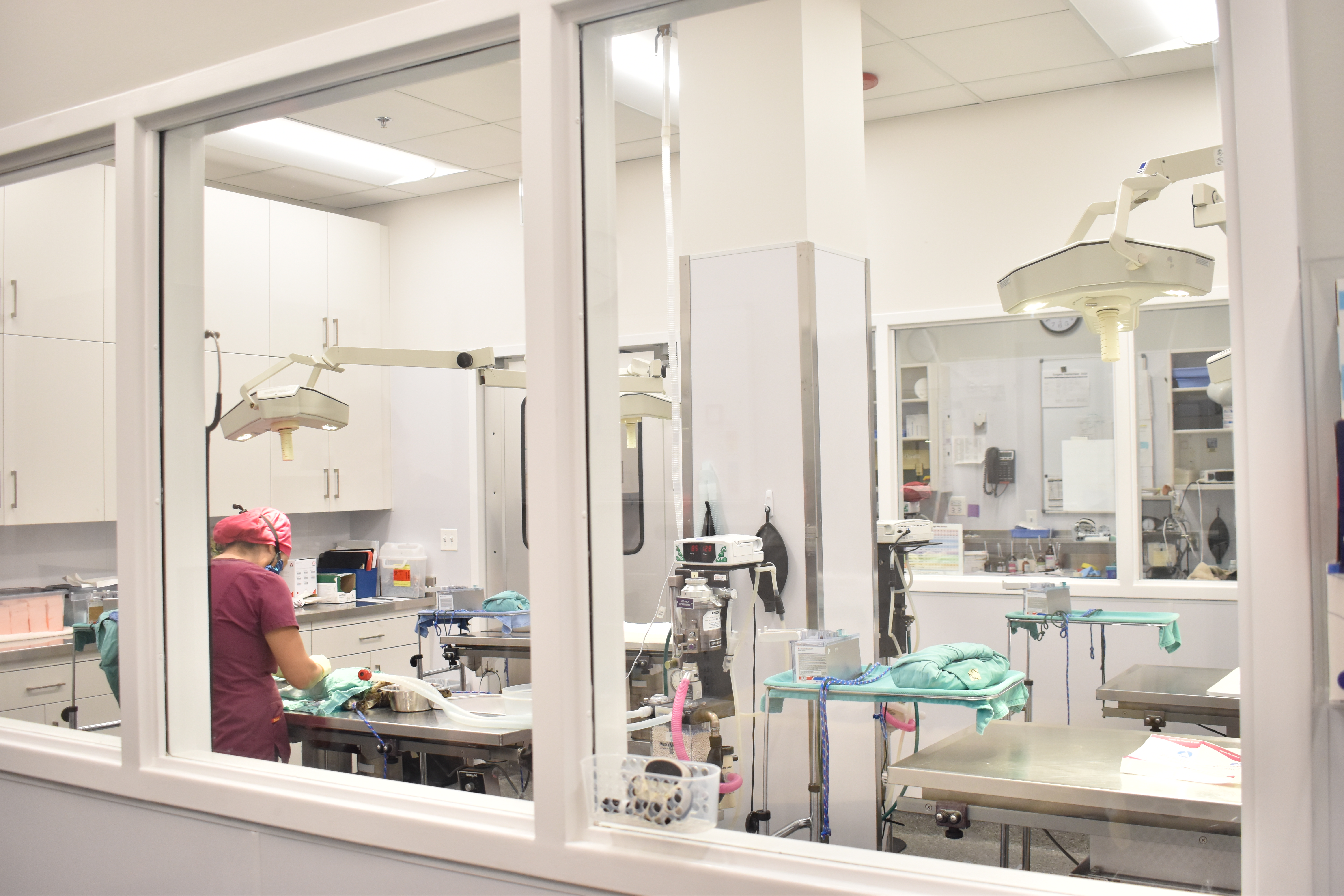 How Did A Chicago Dog End Up With Rabies? PAWS Investigating After Alarming Discovery 