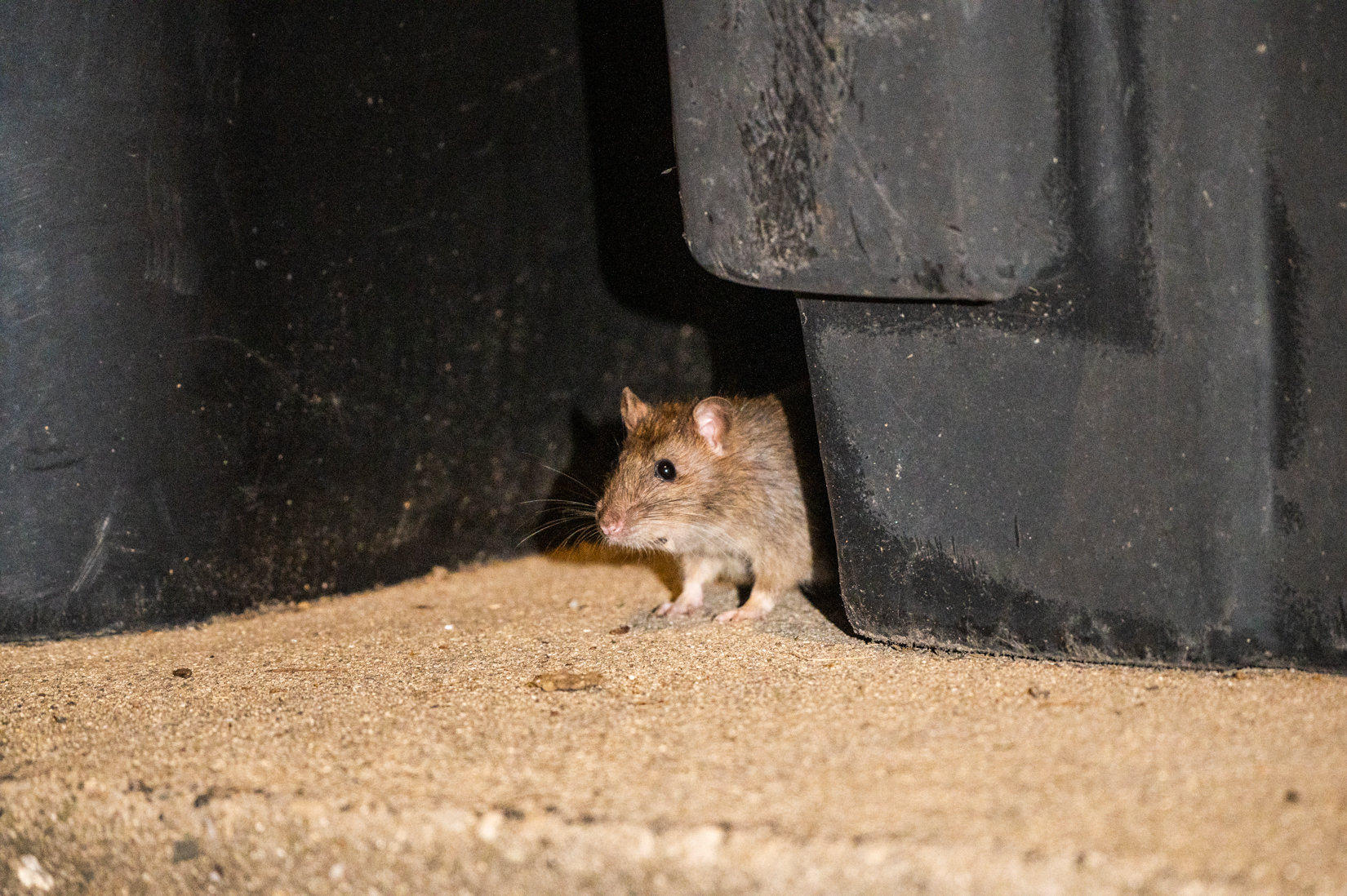 Chicago Is No Longer The ‘Rattiest’ City In America