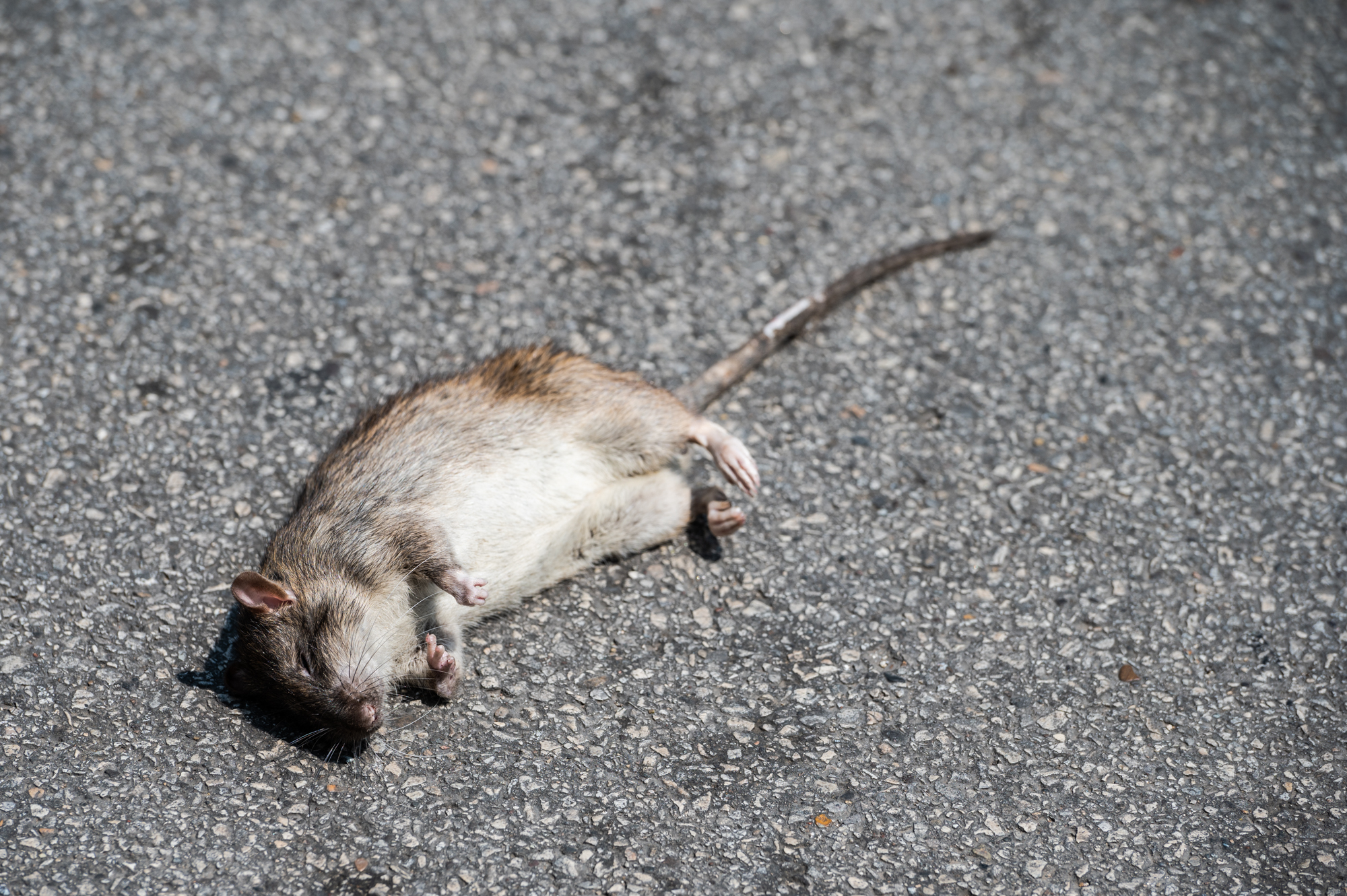 Chicago's Infamous Rat Problem Won't Go Away Under Current Plan, Audit Finds