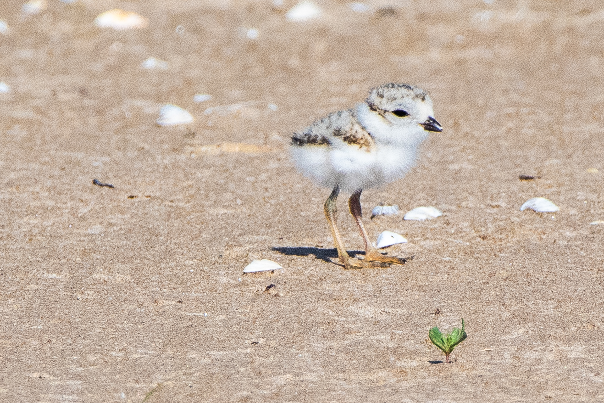 Want To Name The Piping Plover Chicks? There's A New Contest