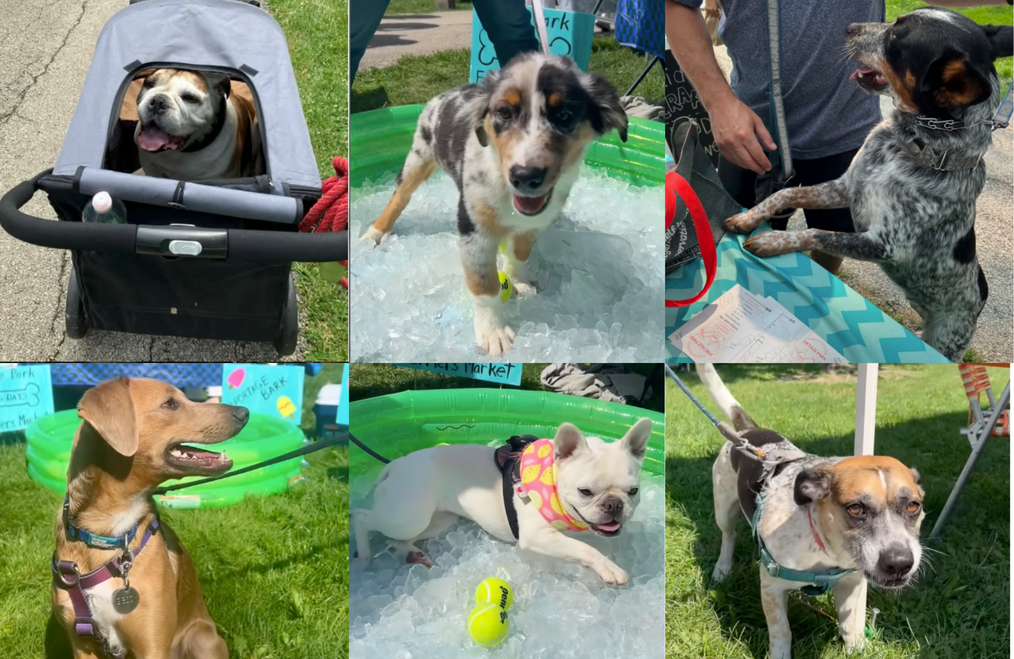 Portage Park Is Electing A Pet Mayor. Does Your Furry Friend Have What It Takes?