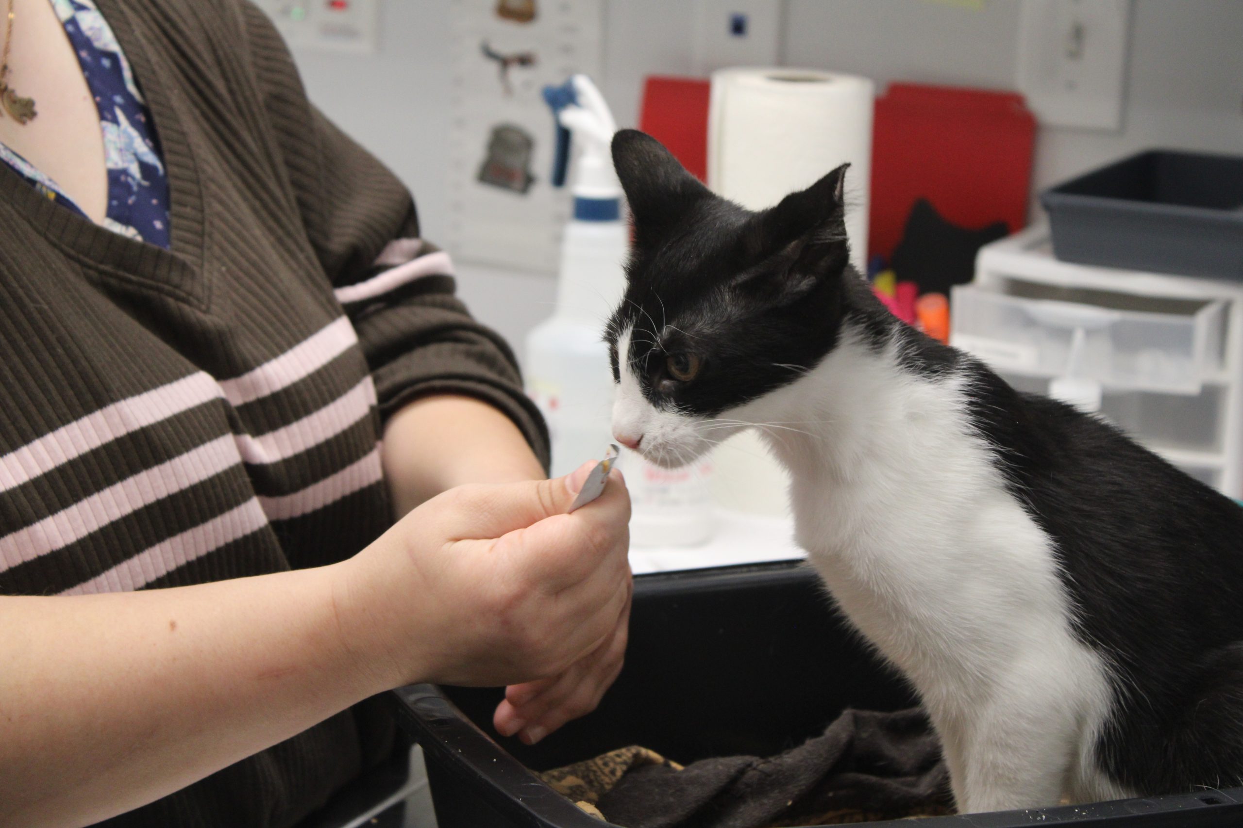 Chicago’s Oldest Feline Clinic Has Been Helping Cats For 50 Years