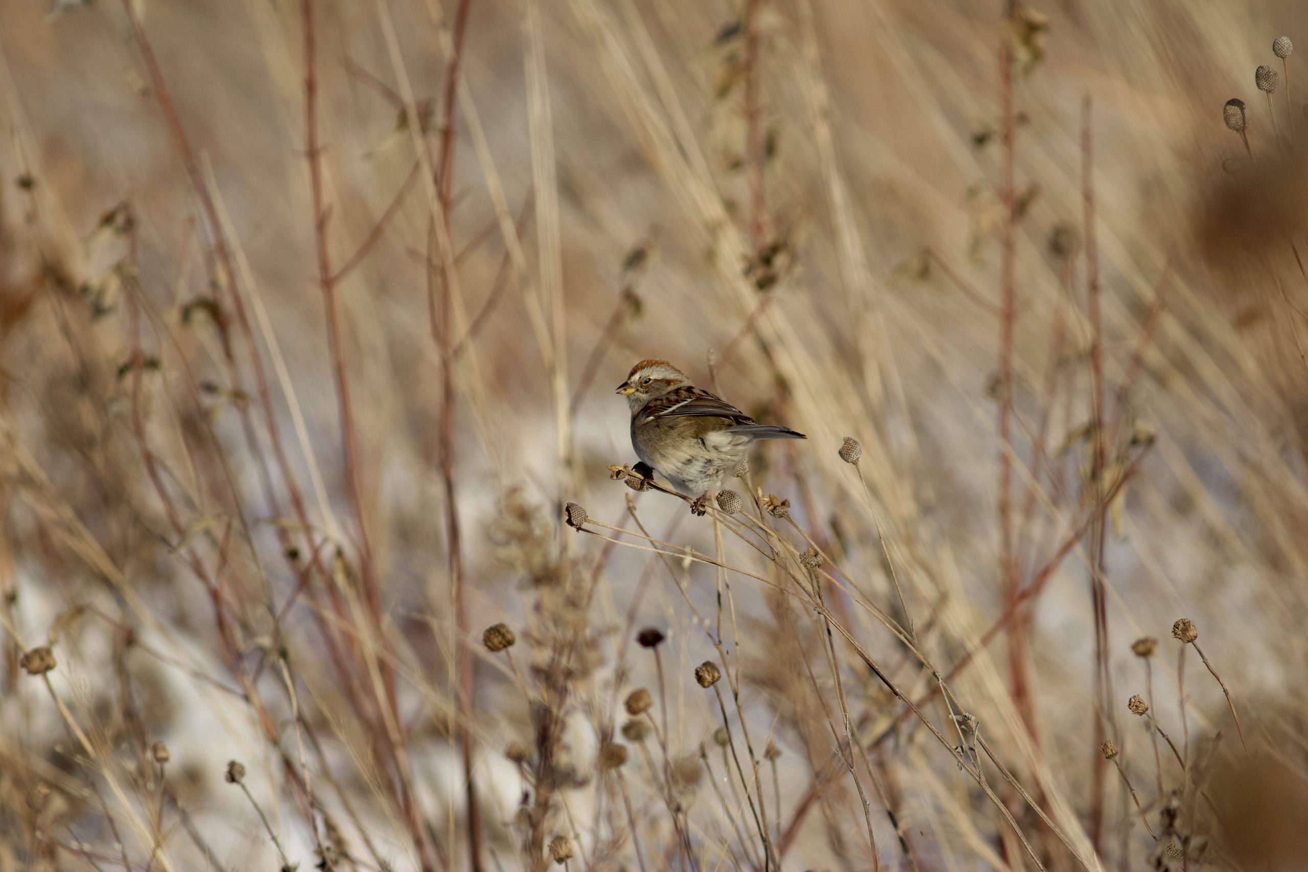 Illinois Wetlands Are At Risk As Federal Protections Vanish. Will State Move To Protect Them?