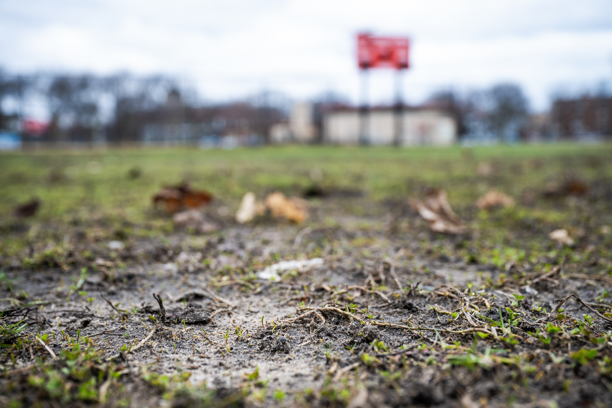 Grubs Are Back And Destroying Welles Park. What Can Be Done To Stop Them?