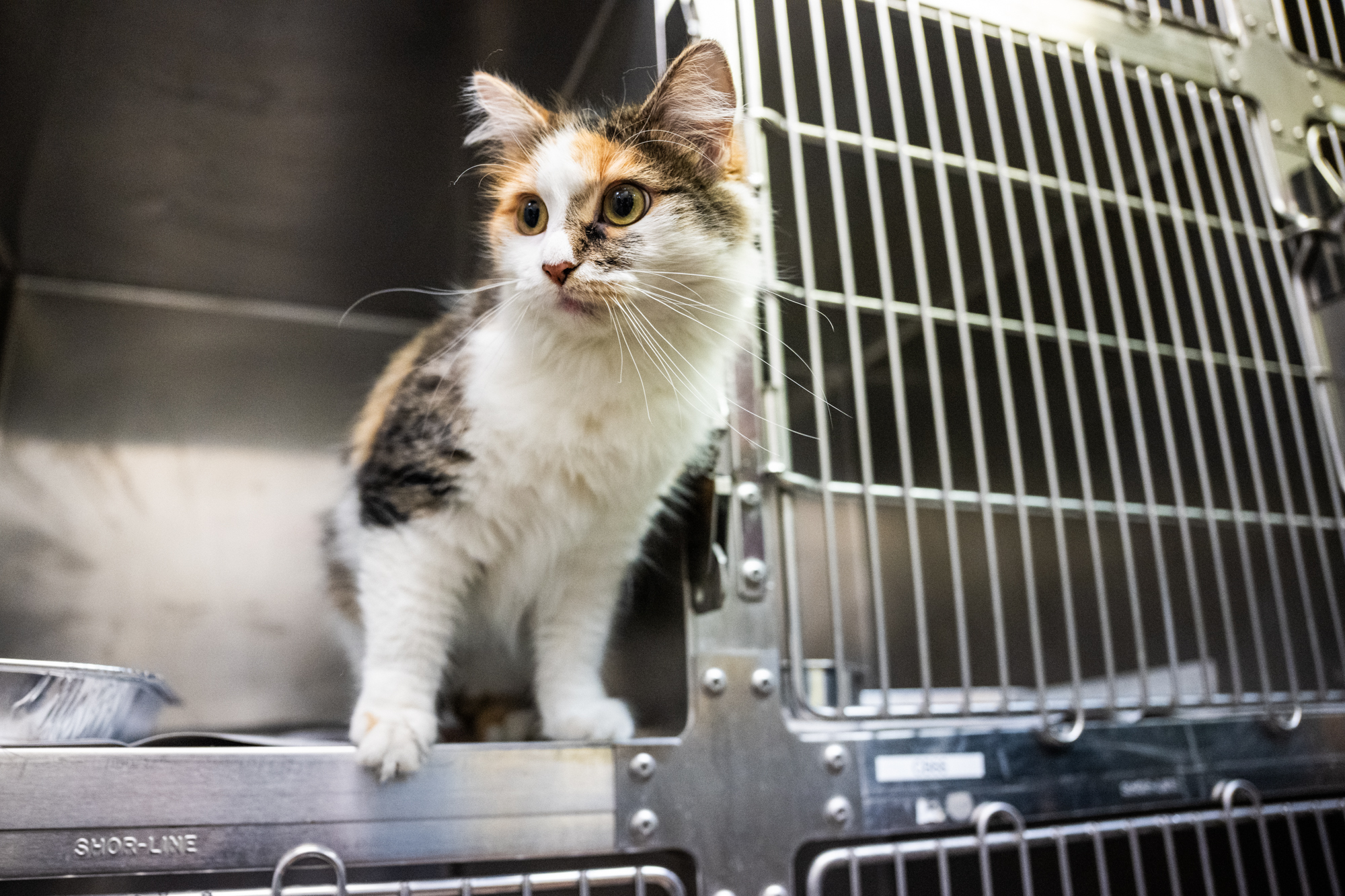 City Shelter, Local Rescues Beyond Capacity With Cats — And Kitten Season Isn't Over