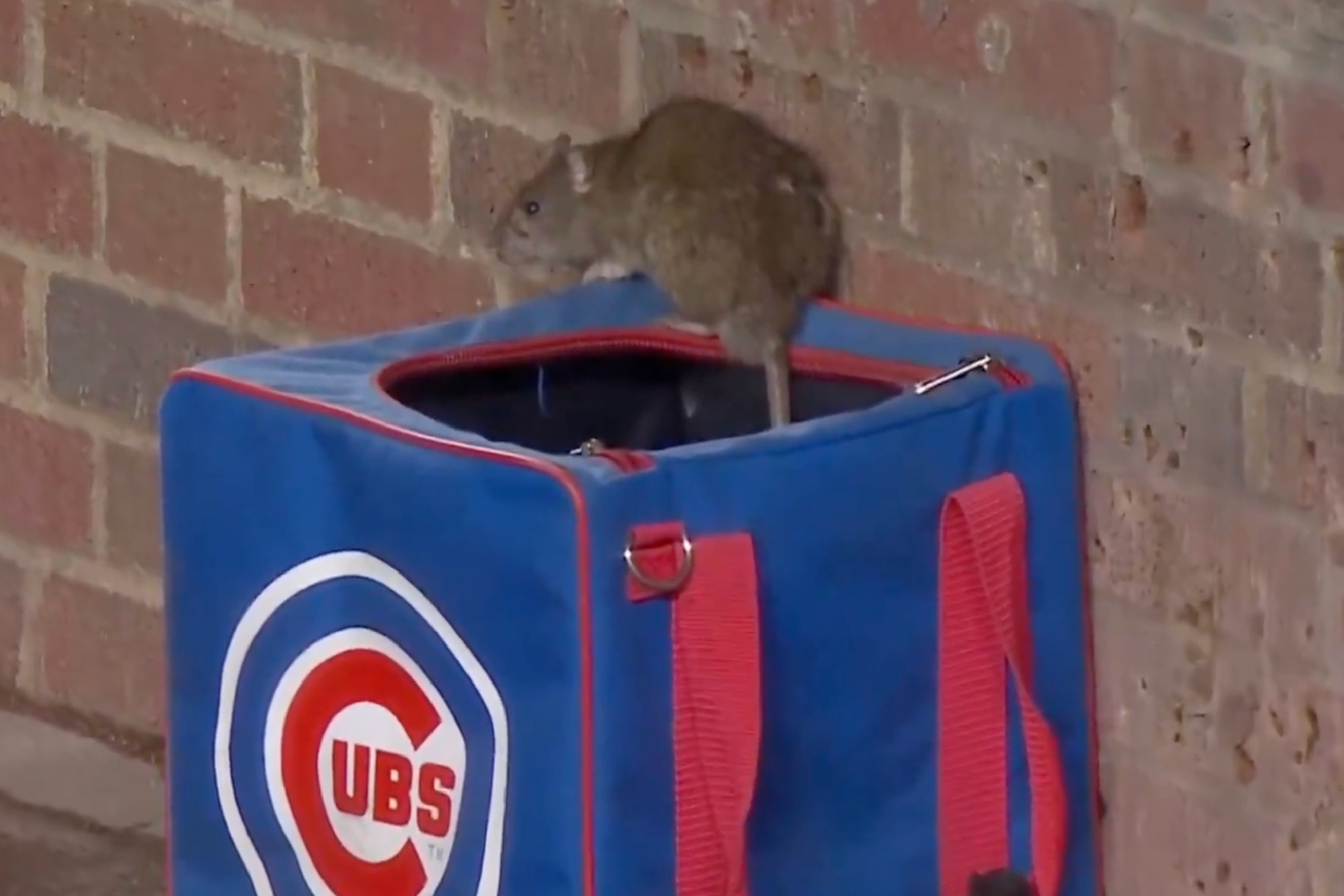 Wrigley Field Rat With ‘Cocky Attitude' Delights Cubs Fans