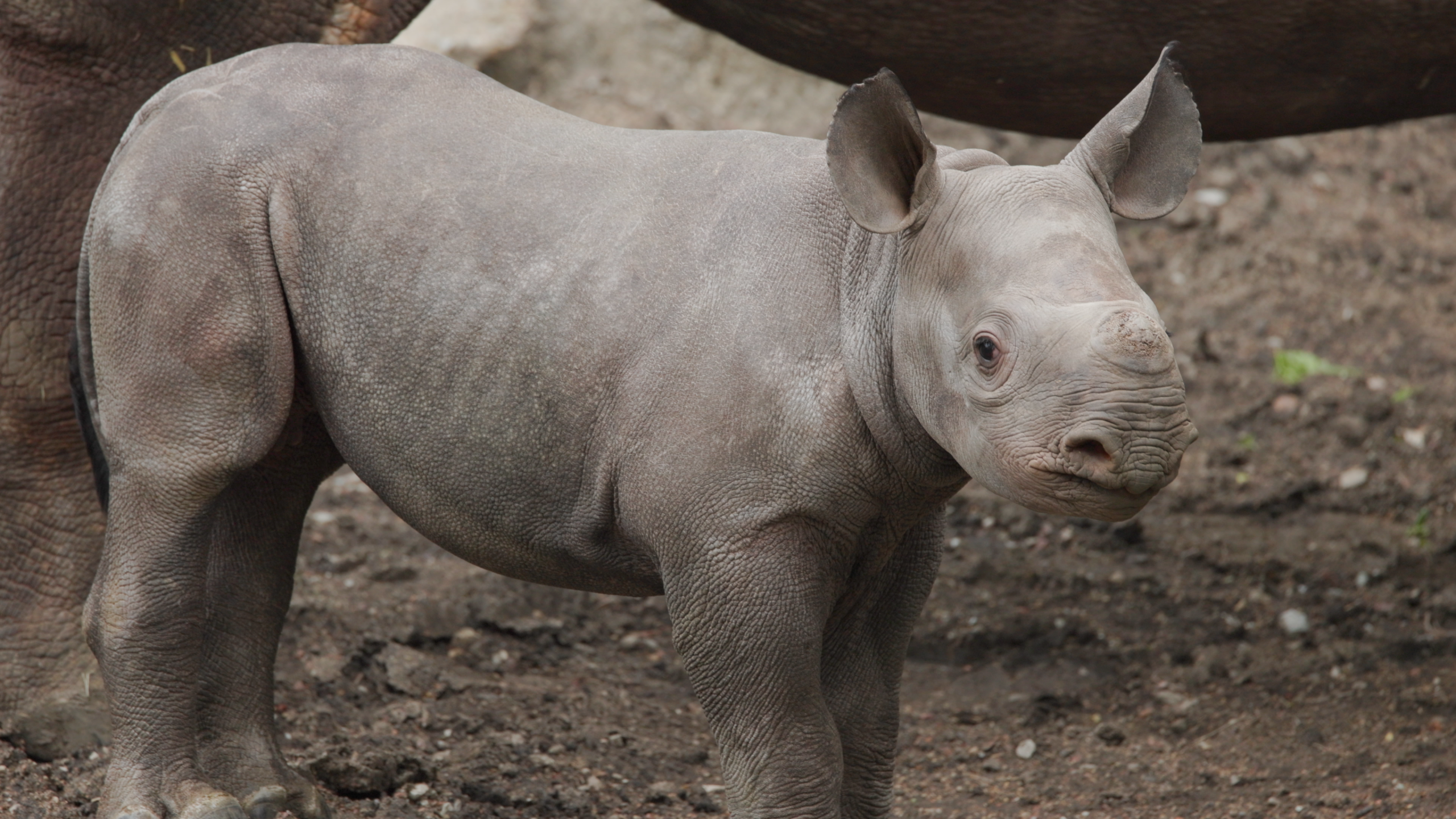 TANAP. white rhino (PUP) 【Nukul氏タグ付き】 P. White Rhino(OC) Nukul正規タグ付 - メルカリ