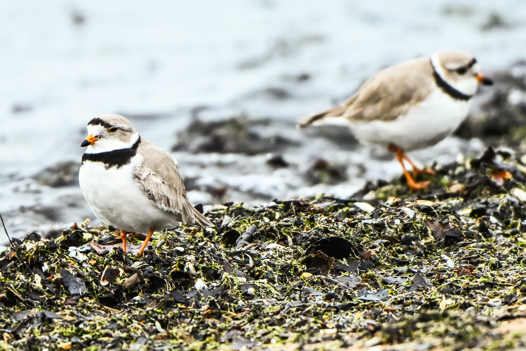 Piping Plover Sea Rocket Lays Egg At Montrose Beach
