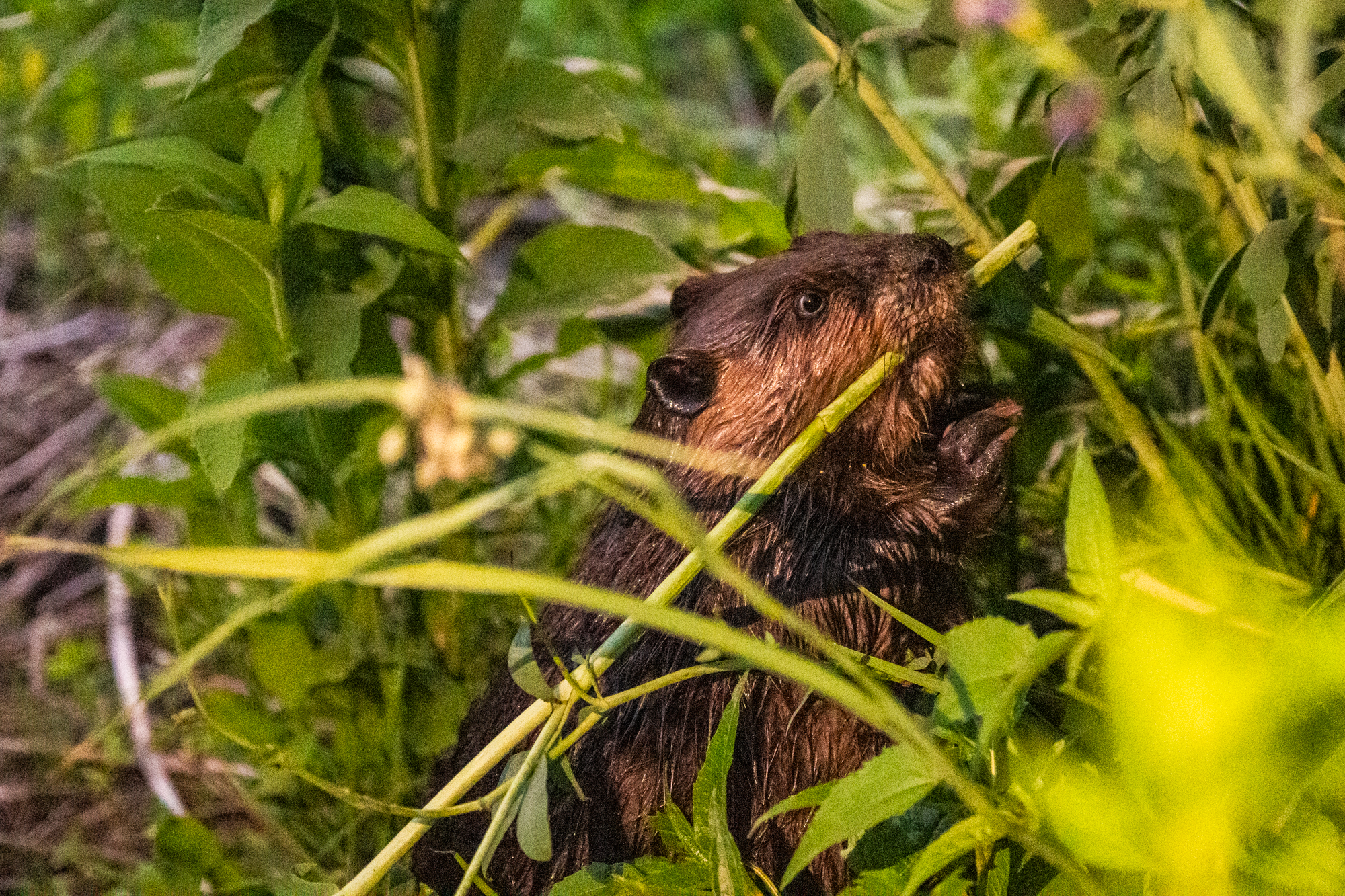 Meet The Hardworking Beavers Of Lincoln Park's South Pond