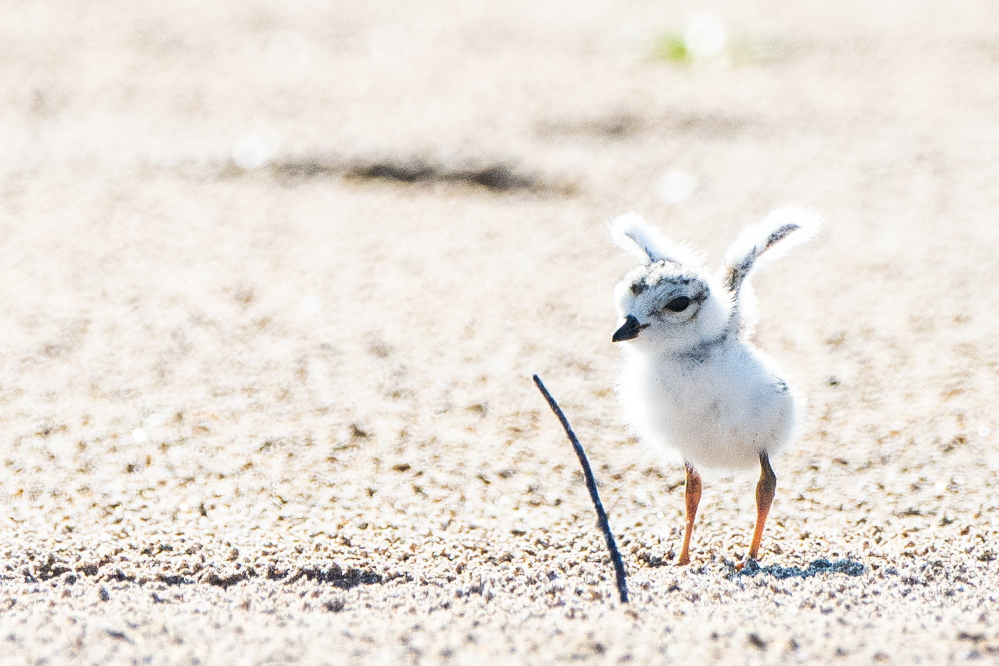 4 Piping Plover Chicks Get Names — And They Honor Chicago Music Legends