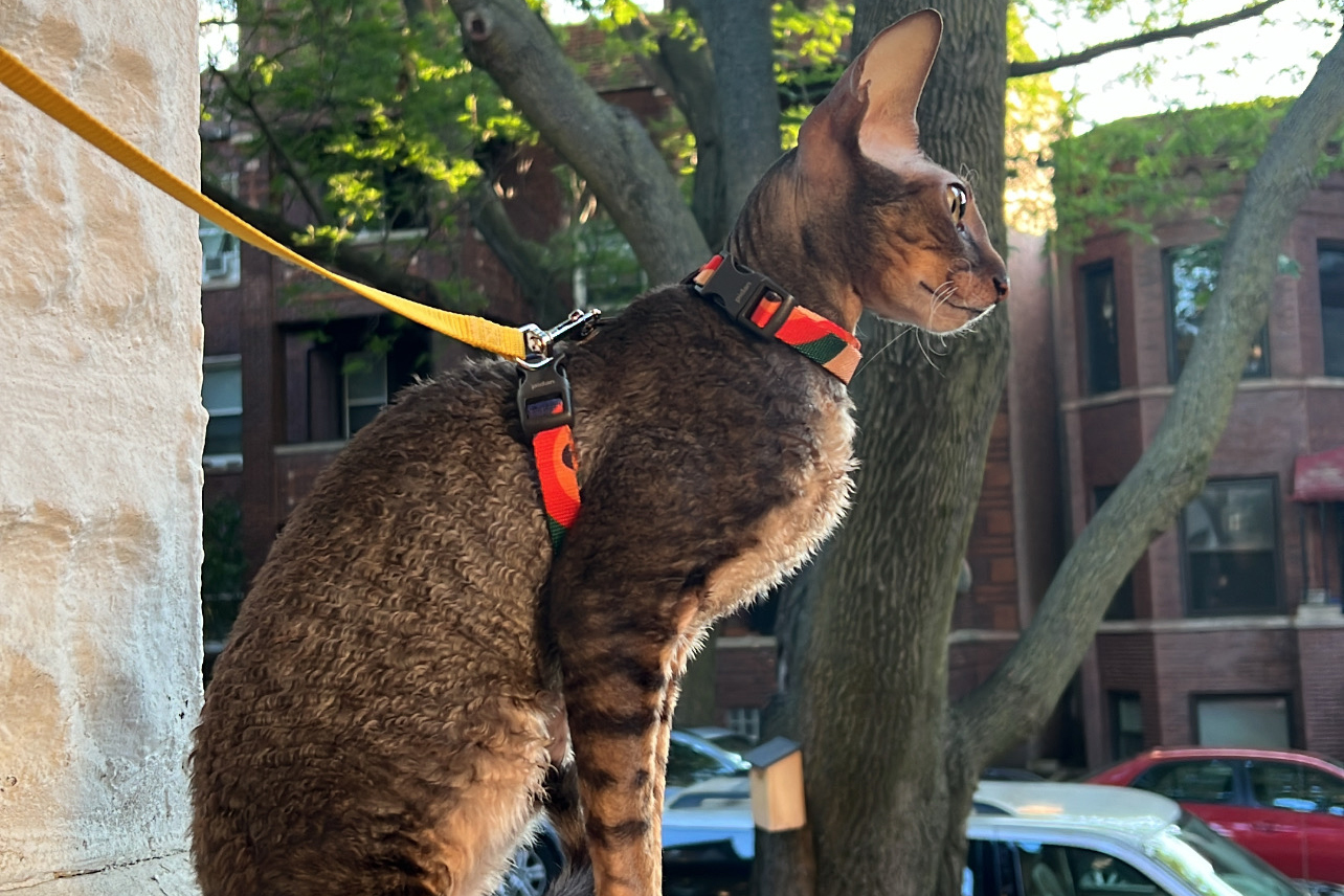 Finally, Chicago Is Getting A Cat Tour Of Its Own In Lincoln Square
