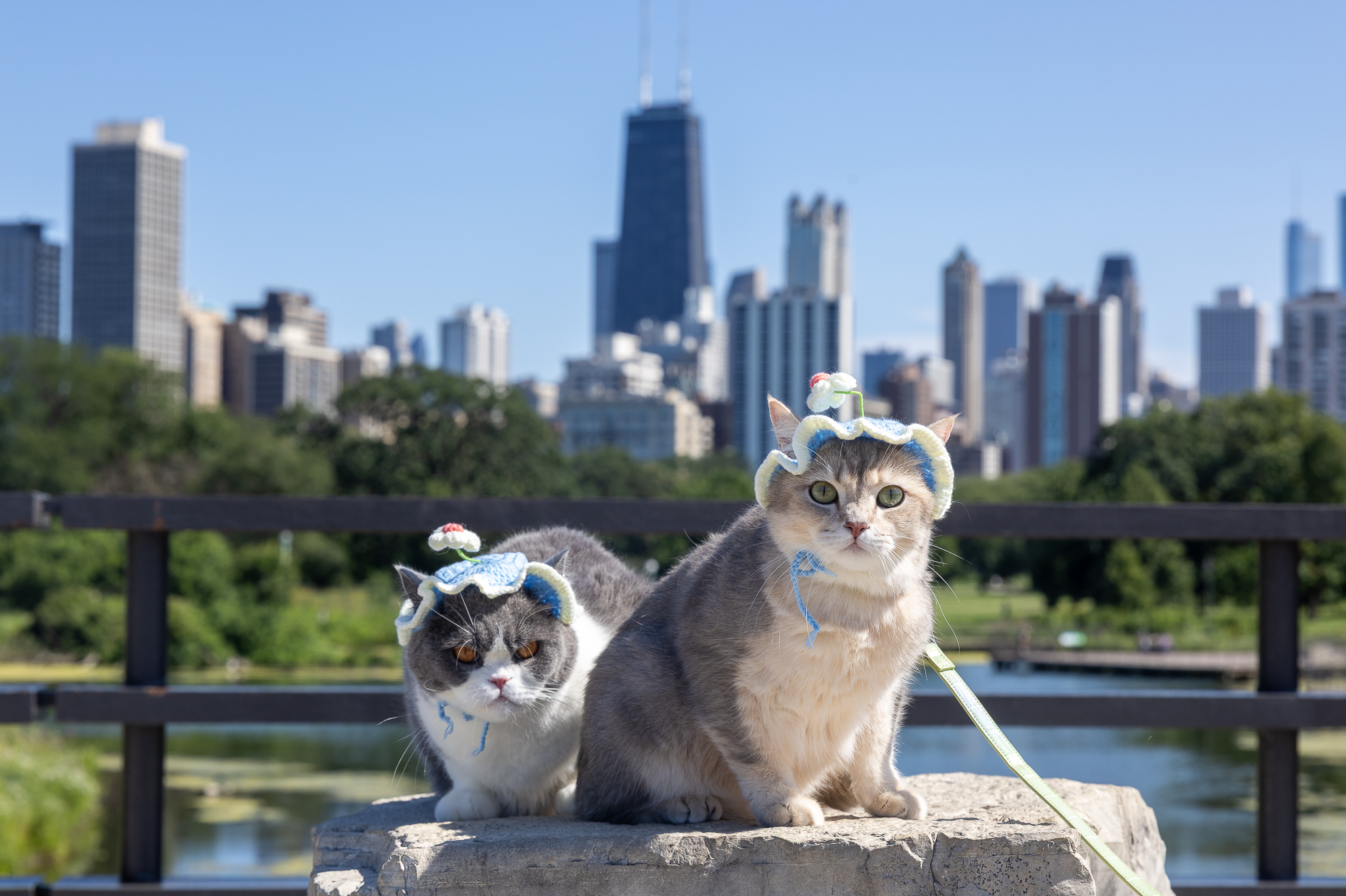 Louie And Todd, Chicago's Internet-Famous Cats, Are Living Their Best Lives On The Road