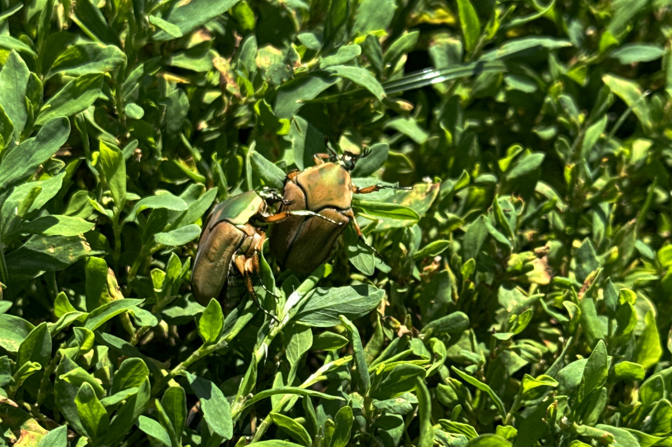 Beetle Infestation Returns To Welles Park Fields