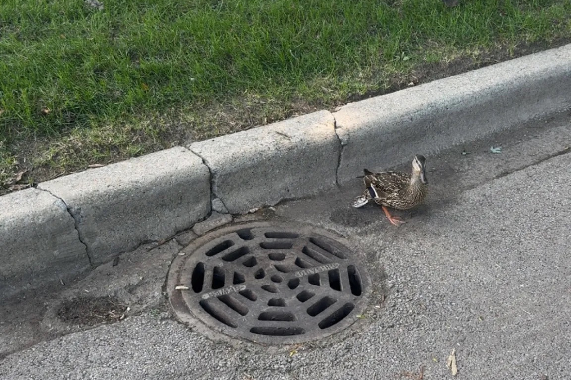 Mt. Greenwood Neighbors Rally To Save Baby Ducks Trapped In Sewer