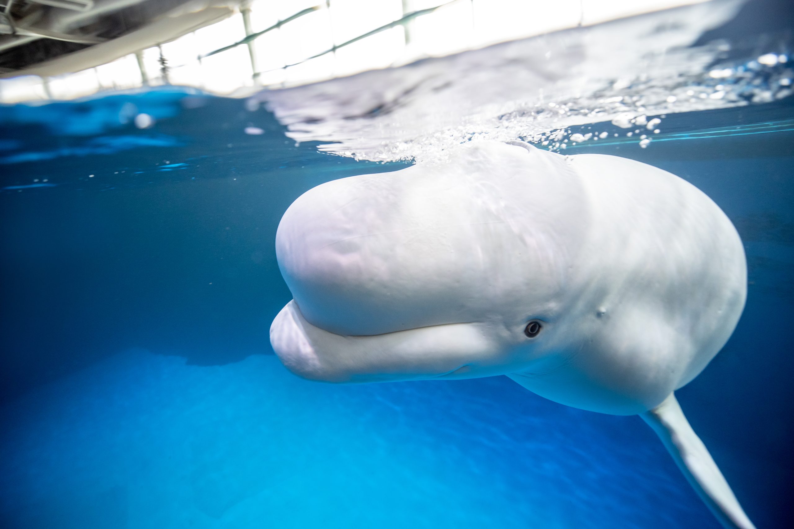 Shedd Aquarium Rescuing 10 Beluga Whales From Shuttered Canadian Park