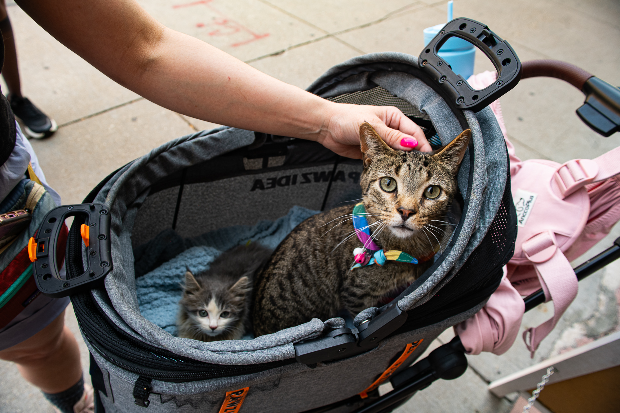 Chicago’s First-Ever Cat Tour Brings Feline Fun to Lincoln Square