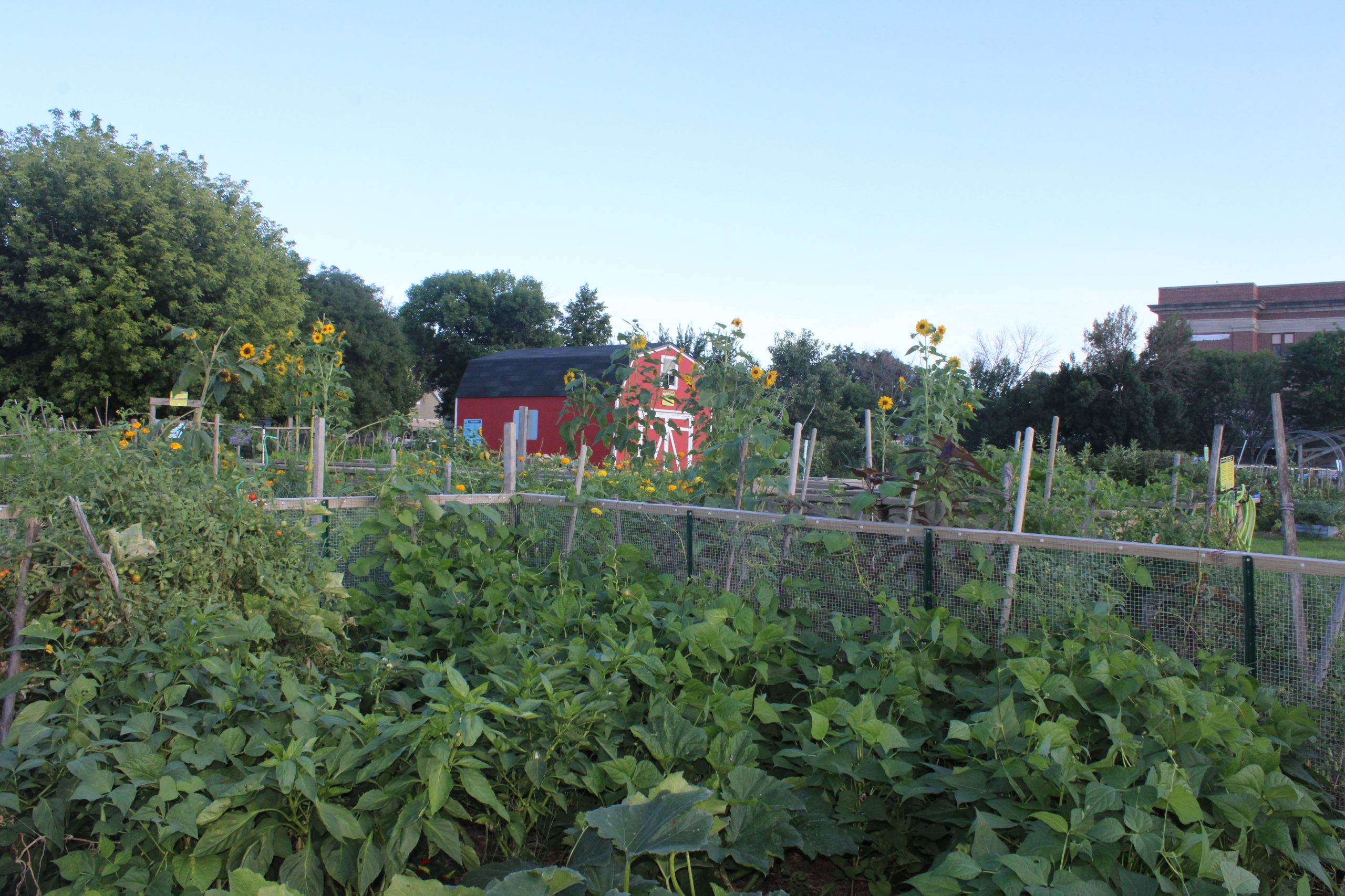 This Belmont Cragin Farm Has Been Helping People Grow For More Than A Decade