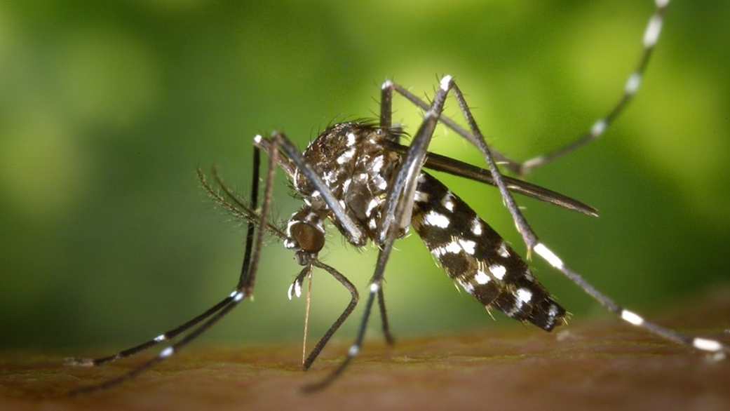 Feel Like Mosquitoes Are Biting More This Summer? You’re Not Wrong
