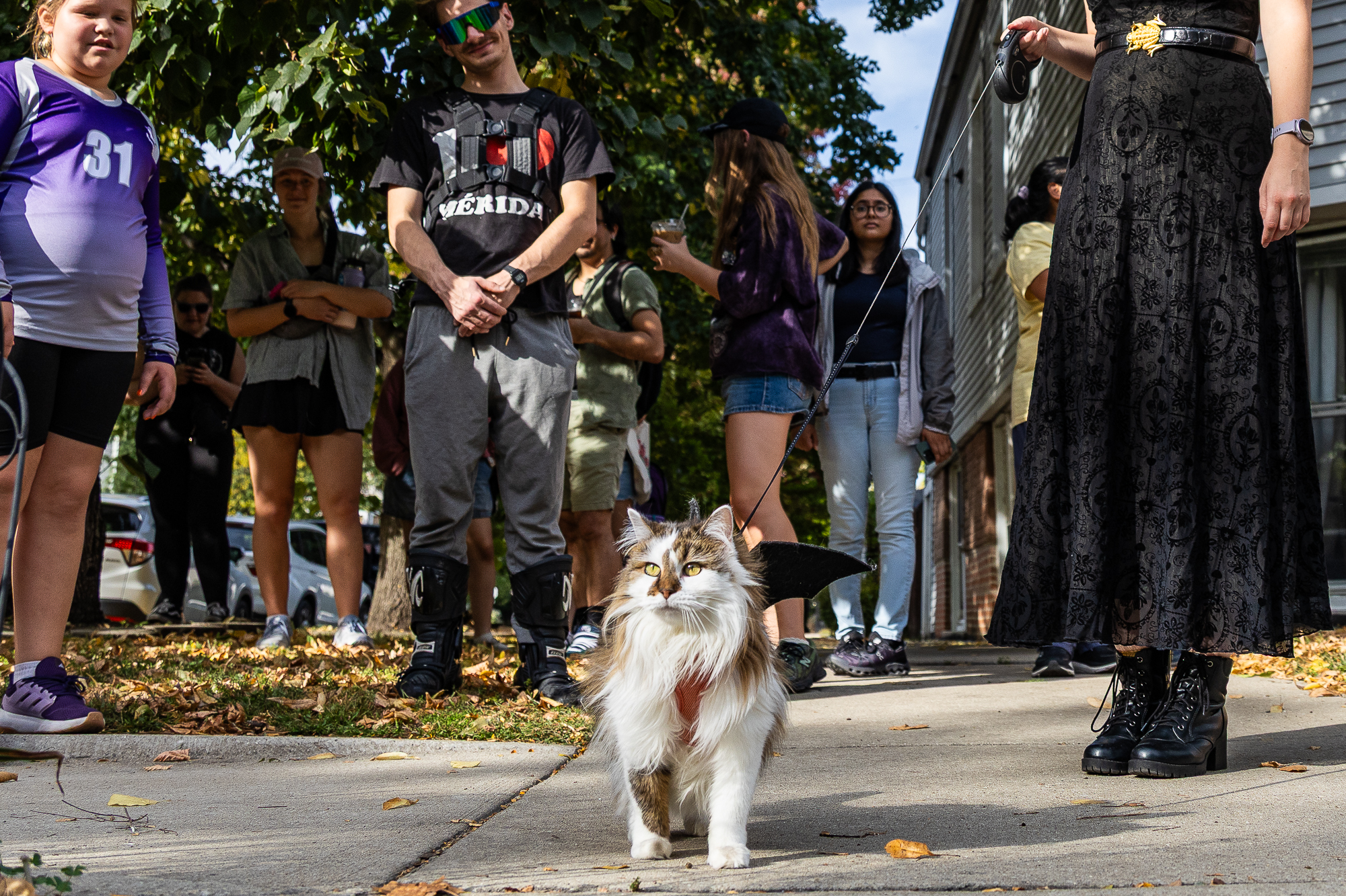 Chicago's 2nd-Ever Cat Tour Sees Pets And Humans Gather In Halloween Costumes